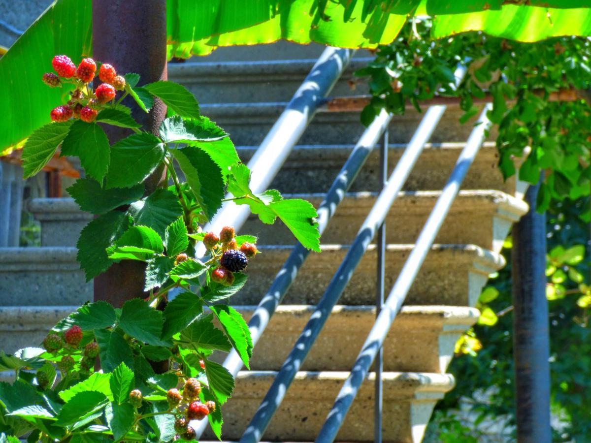 Veli Guest House • Საოჯახო Სასტუმრო Ველი Zemo Alvani Exterior foto